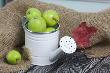 Green apples in a metal watering can.  On pine boards. Nearby are autumn maple leaves. On a linen background.  Harvest apples.