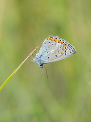 Beautiful nature scene with Common blue (Polyommatus icarus) . Macro shot of Common blue (Polyommatus icarus) on the grass. Butterfly Common blue (Polyommatus icarus) in the nature habitat.