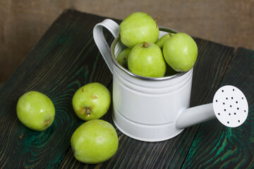 Green apples in a metal watering can.  On pine boards.  On a linen background.  Harvest apples.