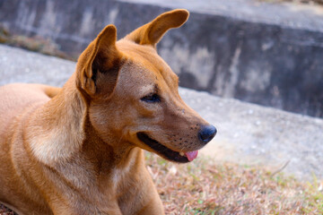 Brown abandoned a homeless stray dog looking at the road Curiously. The dog laying on a village road waiting for a new owner.