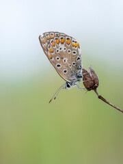 Beautiful nature scene with Common blue (Polyommatus icarus) . Macro shot of Common blue (Polyommatus icarus) on the grass. Butterfly Common blue (Polyommatus icarus) in the nature habitat.