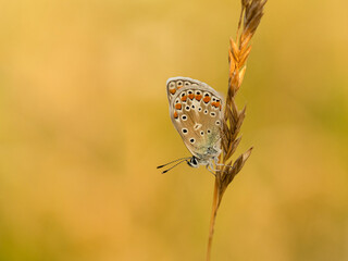 Beautiful nature scene with Common blue (Polyommatus icarus) . Macro shot of Common blue (Polyommatus icarus) on the grass. Butterfly Common blue (Polyommatus icarus) in the nature habitat.