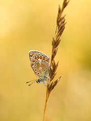 Beautiful nature scene with Common blue (Polyommatus icarus) . Macro shot of Common blue (Polyommatus icarus) on the grass. Butterfly Common blue (Polyommatus icarus) in the nature habitat.