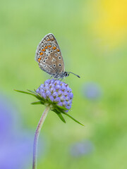 Beautiful nature scene with Common blue (Polyommatus icarus) . Macro shot of Common blue (Polyommatus icarus) on the grass. Butterfly Common blue (Polyommatus icarus) in the nature habitat.