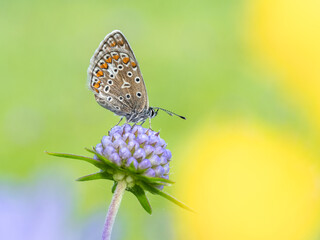Beautiful nature scene with Common blue (Polyommatus icarus) . Macro shot of Common blue (Polyommatus icarus) on the grass. Butterfly Common blue (Polyommatus icarus) in the nature habitat.