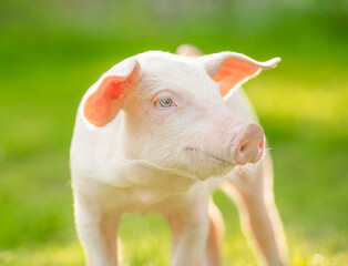 Happy piglet on the meadow. Young pig portrait.