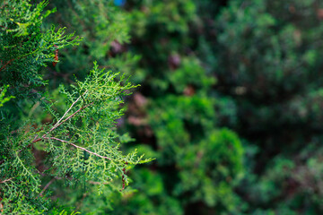 Coniferous nature with selective focus. Background with copy space for text © Iurii Gagarin