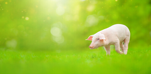 Young pig is standing on the green grass. Happy piglet on the meadow. Wide banner