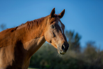 Beautiful Horse