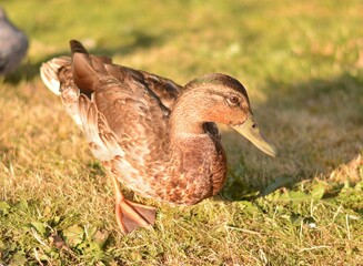 Wild duck in the grass on a sunny summer day
