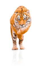 Tiger isolated on white background. Dangerous Amur Tiger jumping.