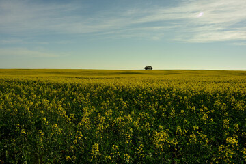 Obraz premium Springtime yellow canola flowers and a solitary eucalyptus tree against a blue sky with thin clouds