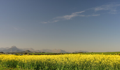 Fototapeta premium Brilliantly bright yellow canola flowers with dramatic mountains in the background in the Western Cape