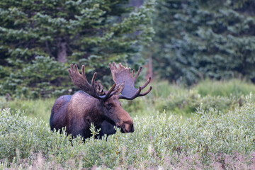 Moose in the Colorado Rocky Mountains