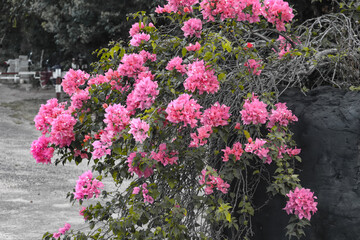 Rose ( pink ) color Flower bush tree planted on the big tire.