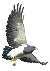 eagle in flight