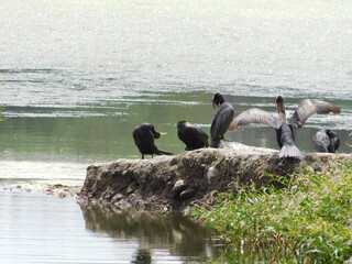 aves junto al lago sobre una roca