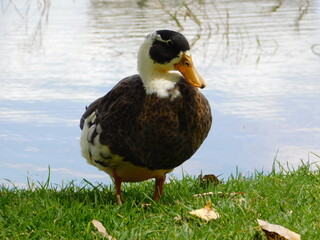 pato en parque junto al lago