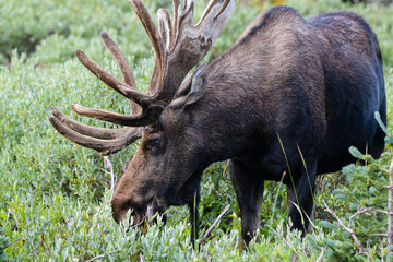 Moose in the Colorado Rocky Mountains