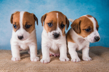Group of Jack Russell terrier puppies in front of blue background