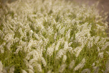 Flowers are big and positive emotions in our life that we have when we see them.