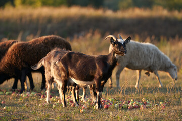 Goats and sheep eat apples spilled on the grass in the pasture. Selective focus.