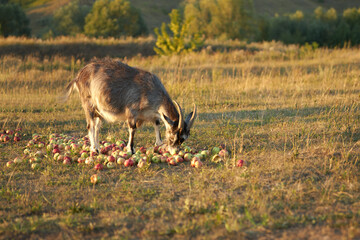 Free grazing. A goat eats apples spilled on the grass in a pasture. Selective focus.