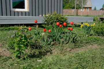 Fototapeta na wymiar Blooming tulips, daffodils, forget-me-nots on a flower bed near the house