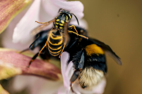 Wasp attacking bumblebee