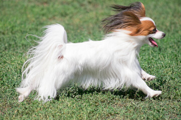 Continental toy spaniel puppy is running on a green grass in the summer park. Pet animals.