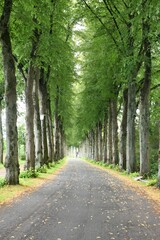 Grüne Allee