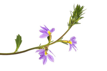 Scaevola purple flowers