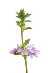 Scaevola flowers and foliage
