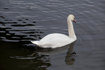 Majestic white swan is swiming on the dark lake. White swan with orange beak and luxurious plumage.