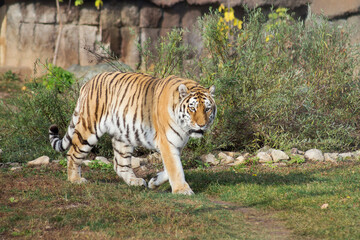 Wild siberian tiger is walking on a autumn meadow and looking at the camera. Panthera tigris tigris.