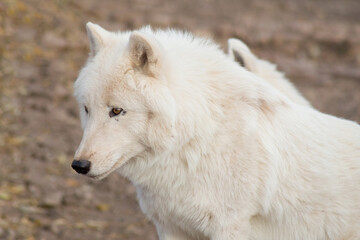 Cute wild alaskan tundra wolf close up. Canis lupus arctos. Polar wolf or white wolf.