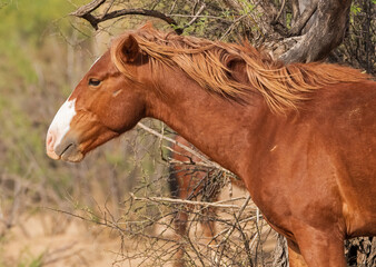 This is one of the wild horses that roams peacefully along the banks of the lower Salt River near...