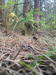 pine cone in the forest