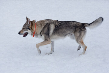 Fototapeta na wymiar Czechoslovak wolfdog is walking on a white snow in the winter park. Pet animals.