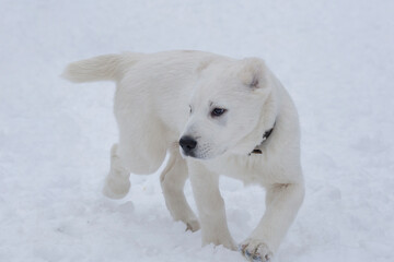 Cute central asian shepherd dog puppy is walking on a white snow in the winter park. Three month old. Pet animals.