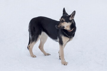 Cute east european shepherd is standing on a white snow in the winter park and looking away. Pet...