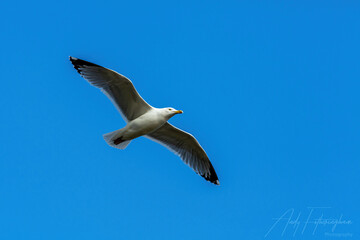 Seagull in flight