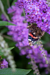 Pfauenauge an einem Flieder