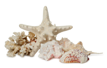 Beautiful starfish, coral and sea shells on white background