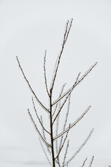 Fototapeta na wymiar Close-up glittering tree branches with a thick layer of ice. Winter concept.