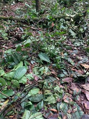 leaves on the ground