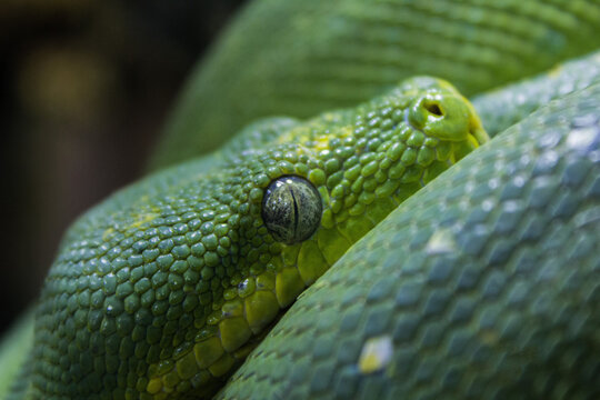 Macro shot of a Green tree python snake