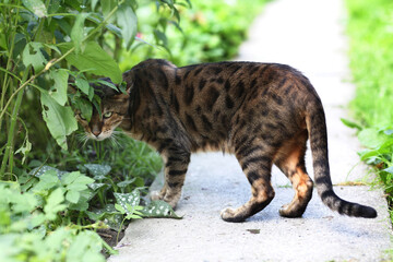 bengal cat chasing outdoor closeup photo on green grass background
