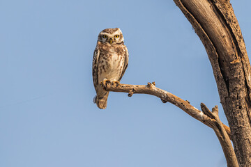 Spotted Owl sitting on a tree