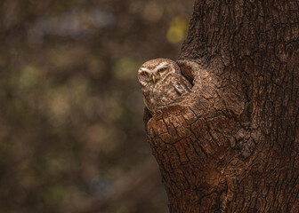 Spotted owl in its nest